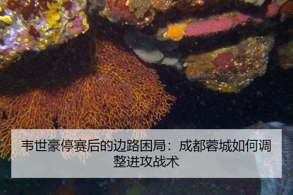 韦世豪停赛后的边路困局：成都蓉城如何调整进攻战术